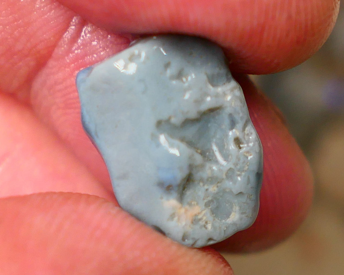 Lightning Ridge Dark base knobby opal rough 6.80cts Band of Blue fires to expose 16x12x6mm  B4-A162