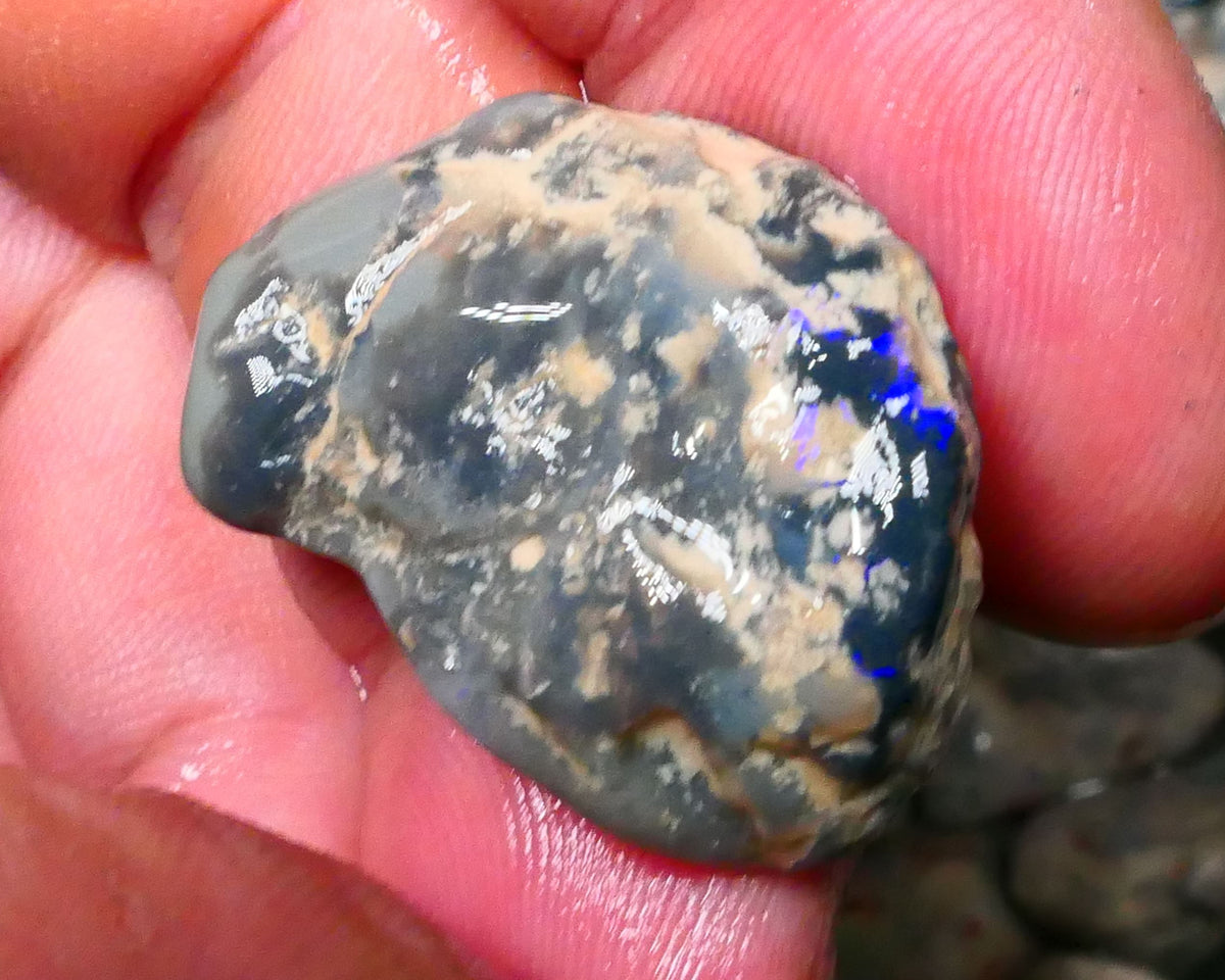 Lightning Ridge Black Centered Knobby opal rough 28.00ctsSome Bright Blues to Gamble 28x20x9mm  Lot B4-A124