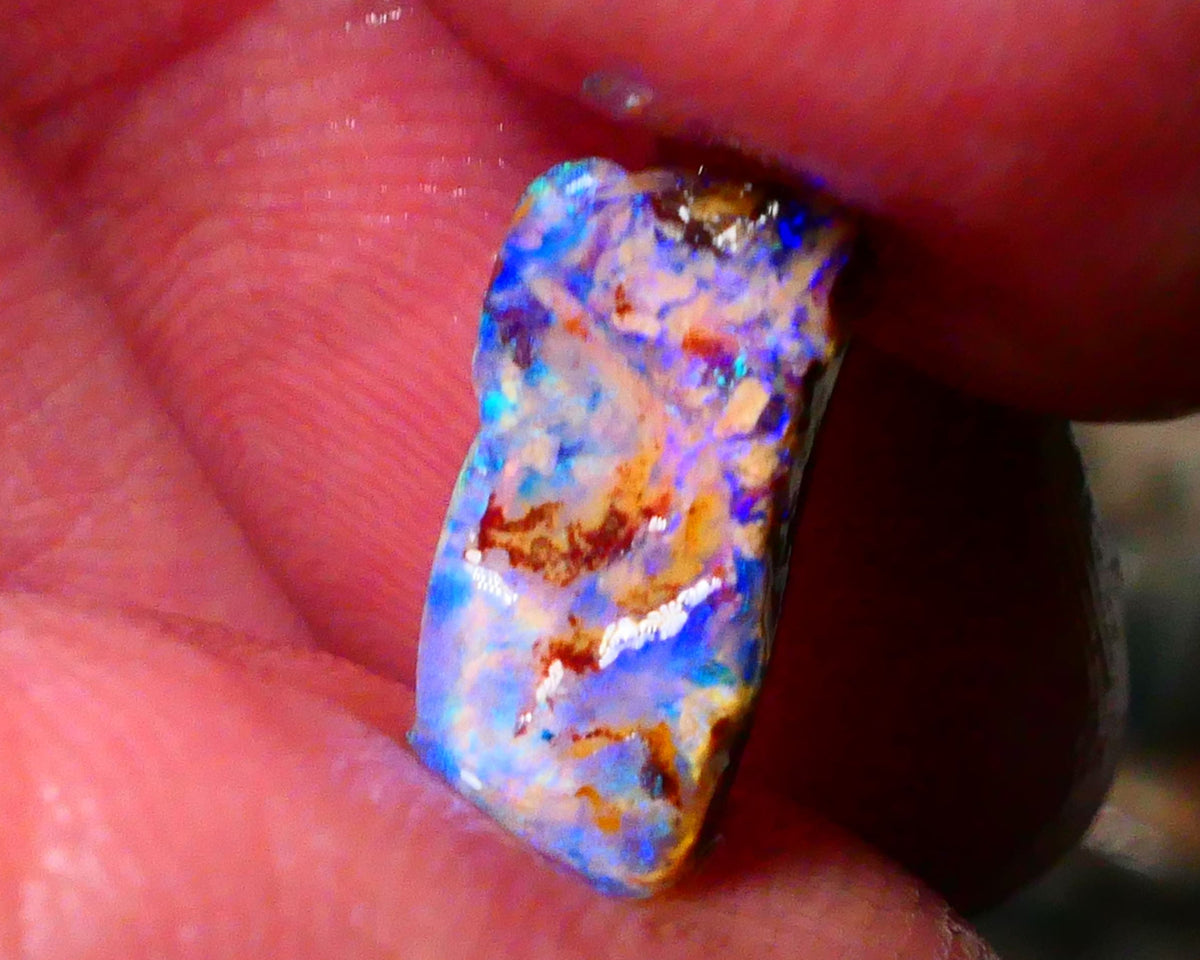 Lightning Ridge Bright OPalised wood fossil rough 2.20cts Striking Blues showing 13x6x5mm Lot B4-A174