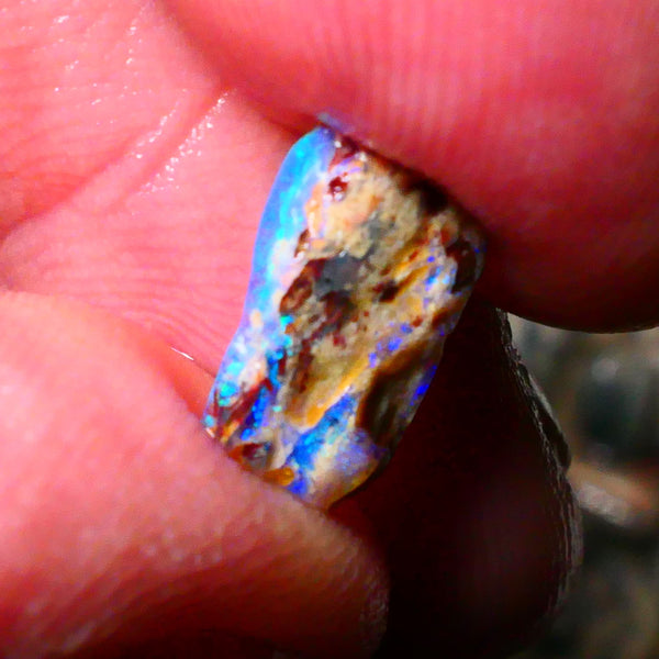 Lightning Ridge Bright OPalised wood fossil rough 2.20cts Striking Blues showing 13x6x5mm Lot B4-A174