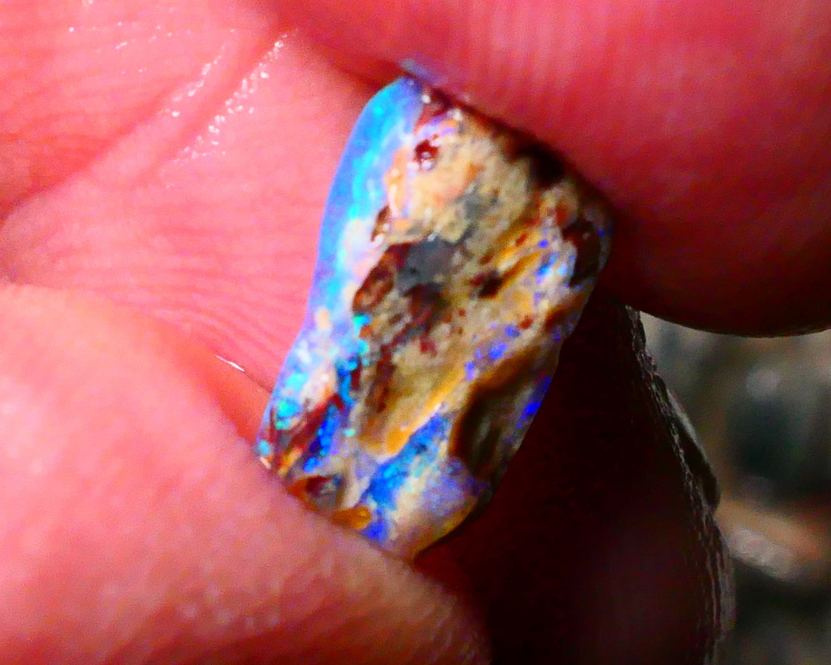 Lightning Ridge Bright OPalised wood fossil rough 2.20cts Striking Blues showing 13x6x5mm Lot B4-A174