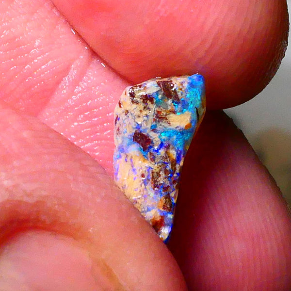 Lightning Ridge Bright OPalised wood fossil rough 2.20cts Striking Blues showing 13x6x5mm Lot B4-A174