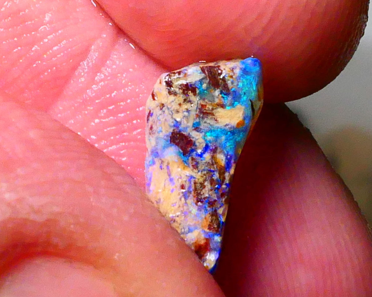 Lightning Ridge Bright OPalised wood fossil rough 2.20cts Striking Blues showing 13x6x5mm Lot B4-A174