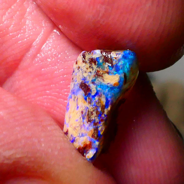 Lightning Ridge Bright OPalised wood fossil rough 2.20cts Striking Blues showing 13x6x5mm Lot B4-A174