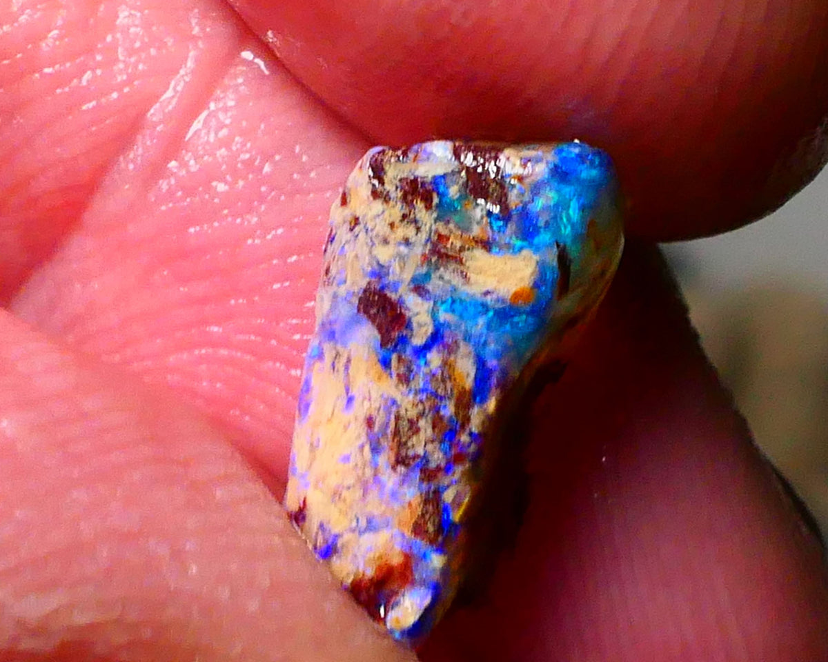 Lightning Ridge Bright OPalised wood fossil rough 2.20cts Striking Blues showing 13x6x5mm Lot B4-A174