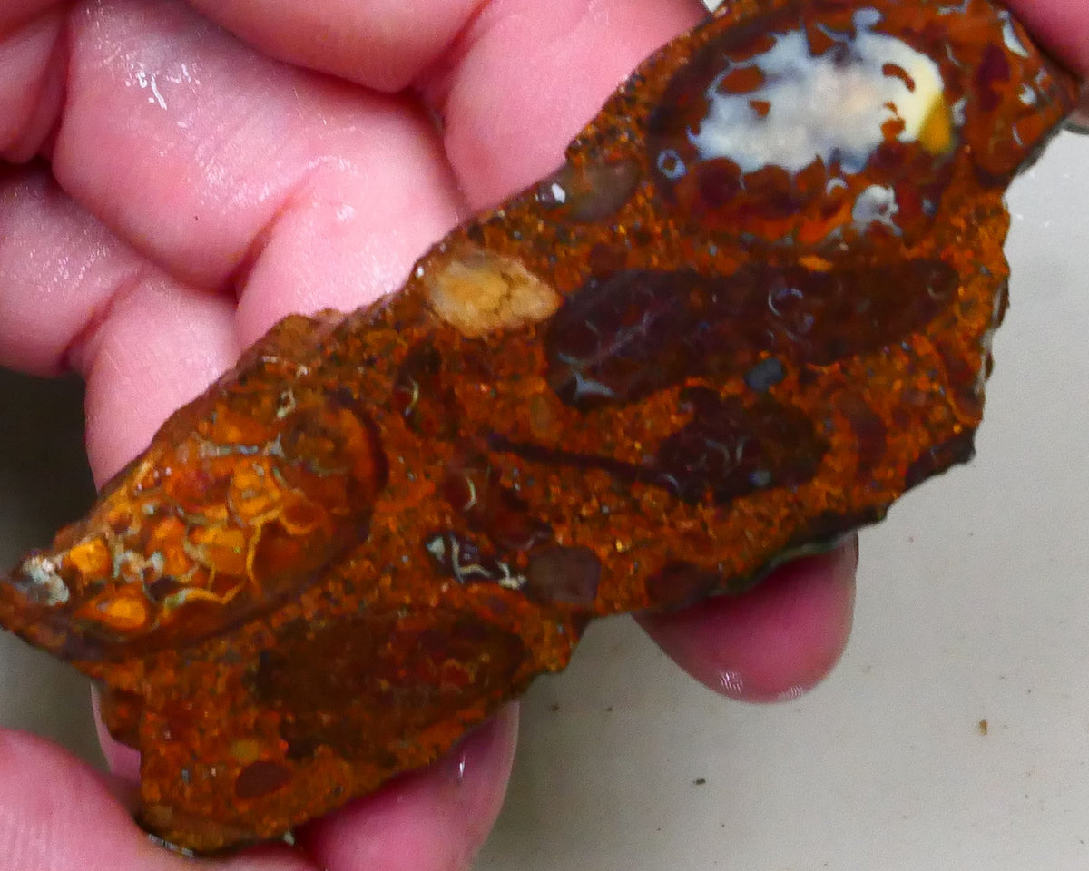 Winton Boulder opal rough slice 165.00cts Nice Eye of blue colours showing 69x27x10mm Lot B4-A508