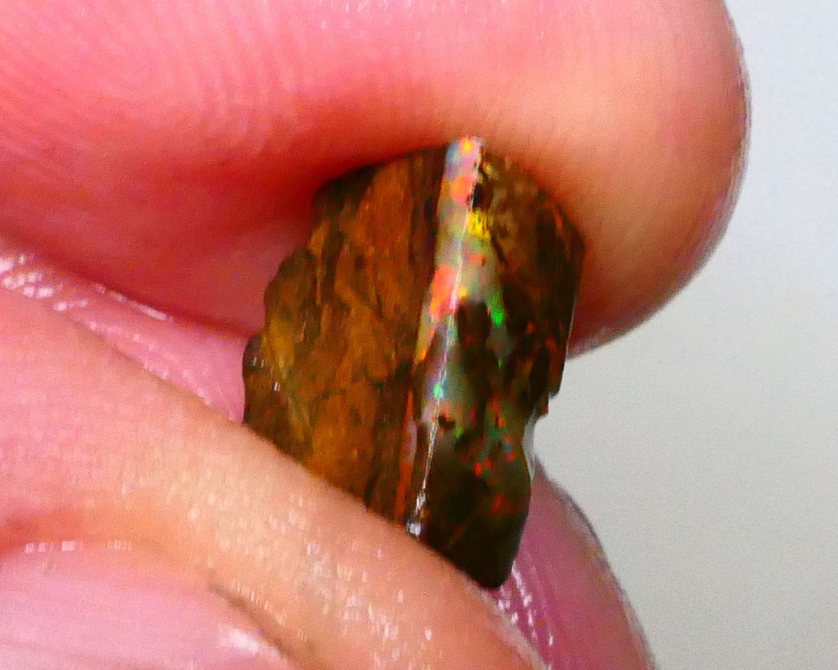 Red Dominant fires here :) Winton Boulder opal rough 4.20cts Small sized rough to cut 10x7x5mm   Lot B4-A549