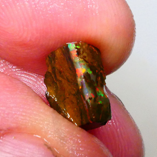 Red Dominant fires here :) Winton Boulder opal rough 4.20cts Small sized rough to cut 10x7x5mm   Lot B4-A549