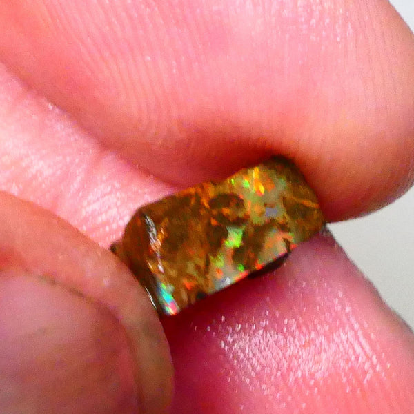 Red Dominant fires here :) Winton Boulder opal rough 4.20cts Small sized rough to cut 10x7x5mm   Lot B4-A549