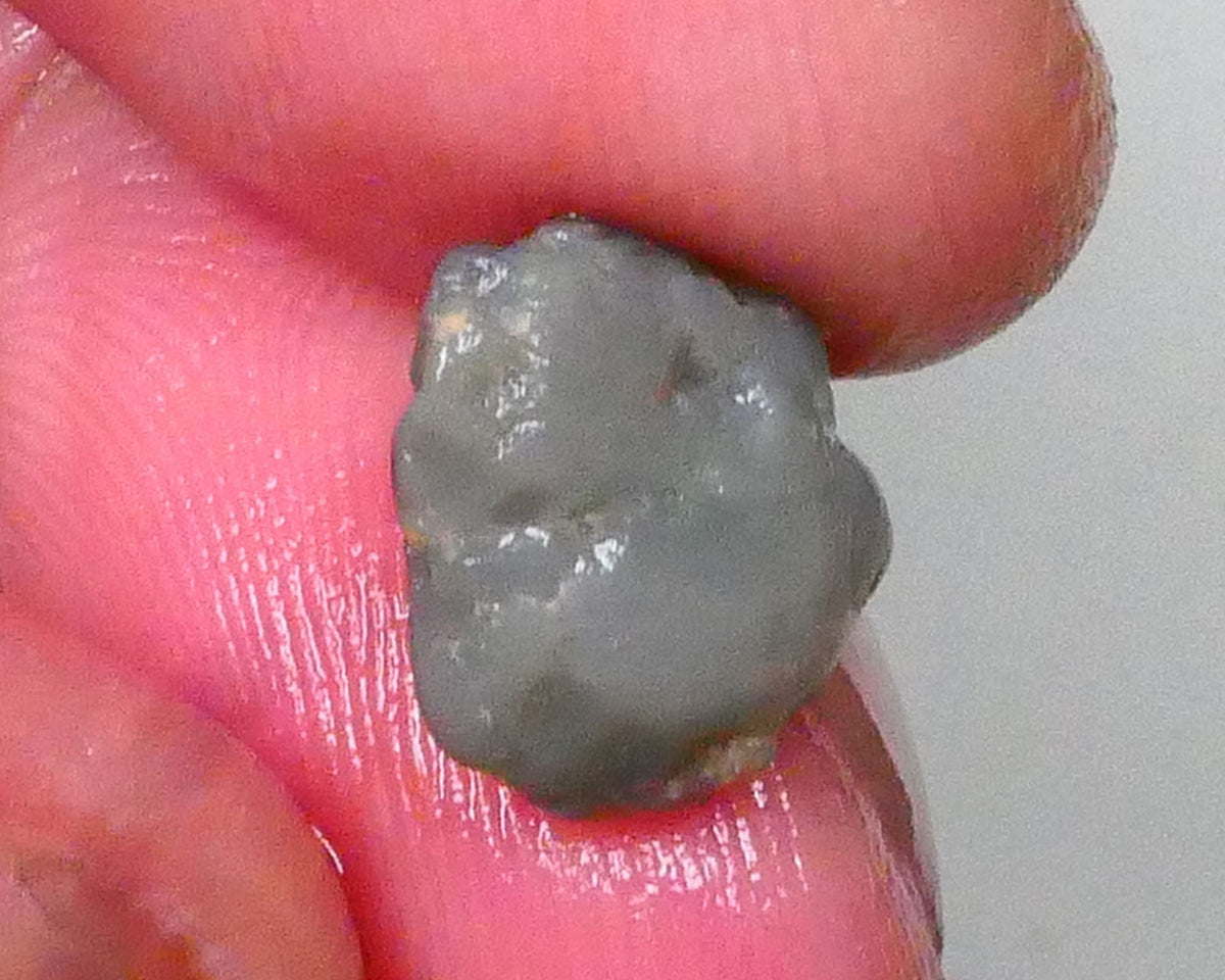 Bright Deep Blues showing through top Skin 2.75cts Untouched small Dark base knobby opal rough 11x9x5mm Lot B4-A568