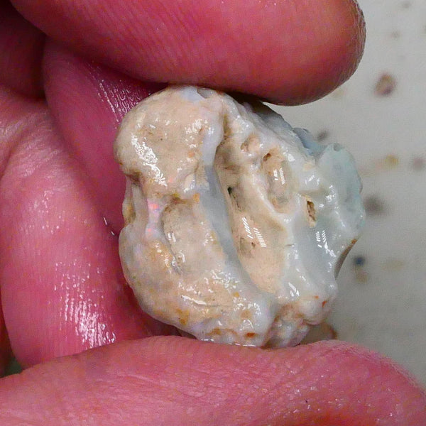 Lightning Ridge Knobby opal formation rough 20.00cts Bright Vertical bar carrying blue hues to gamble 21x19x15mm Lot B4-A577