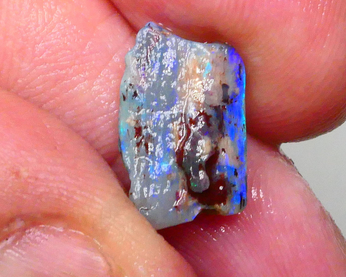Opalised Wood Fossil opal rough of Lighting Ridge 3.00cts Stunning Bright Hues of blues & greens Cutter to gamble ? 15x9x3Lot B4-A591
