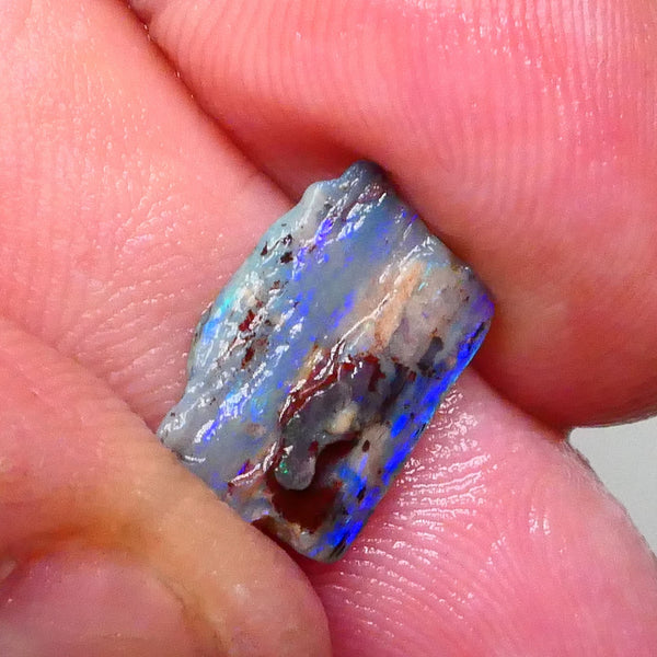 Opalised Wood Fossil opal rough of Lighting Ridge 3.00cts Stunning Bright Hues of blues & greens Cutter to gamble ? 15x9x3Lot B4-A591