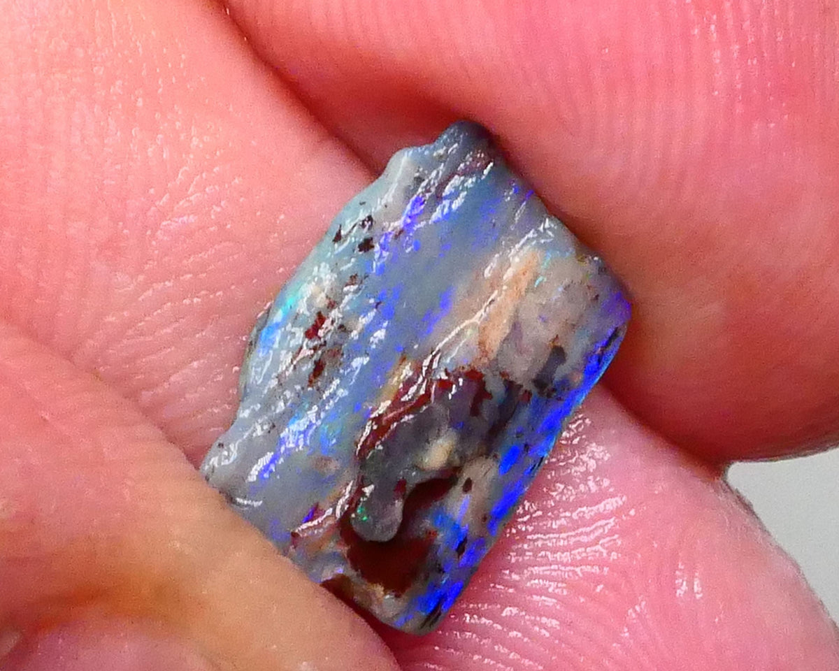 Opalised Wood Fossil opal rough of Lighting Ridge 3.00cts Stunning Bright Hues of blues & greens Cutter to gamble ? 15x9x3Lot B4-A591