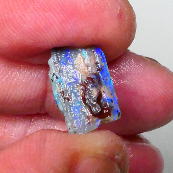 Opalised Wood Fossil opal rough of Lighting Ridge 3.00cts Stunning Bright Hues of blues & greens Cutter to gamble ? 15x9x3Lot B4-A591