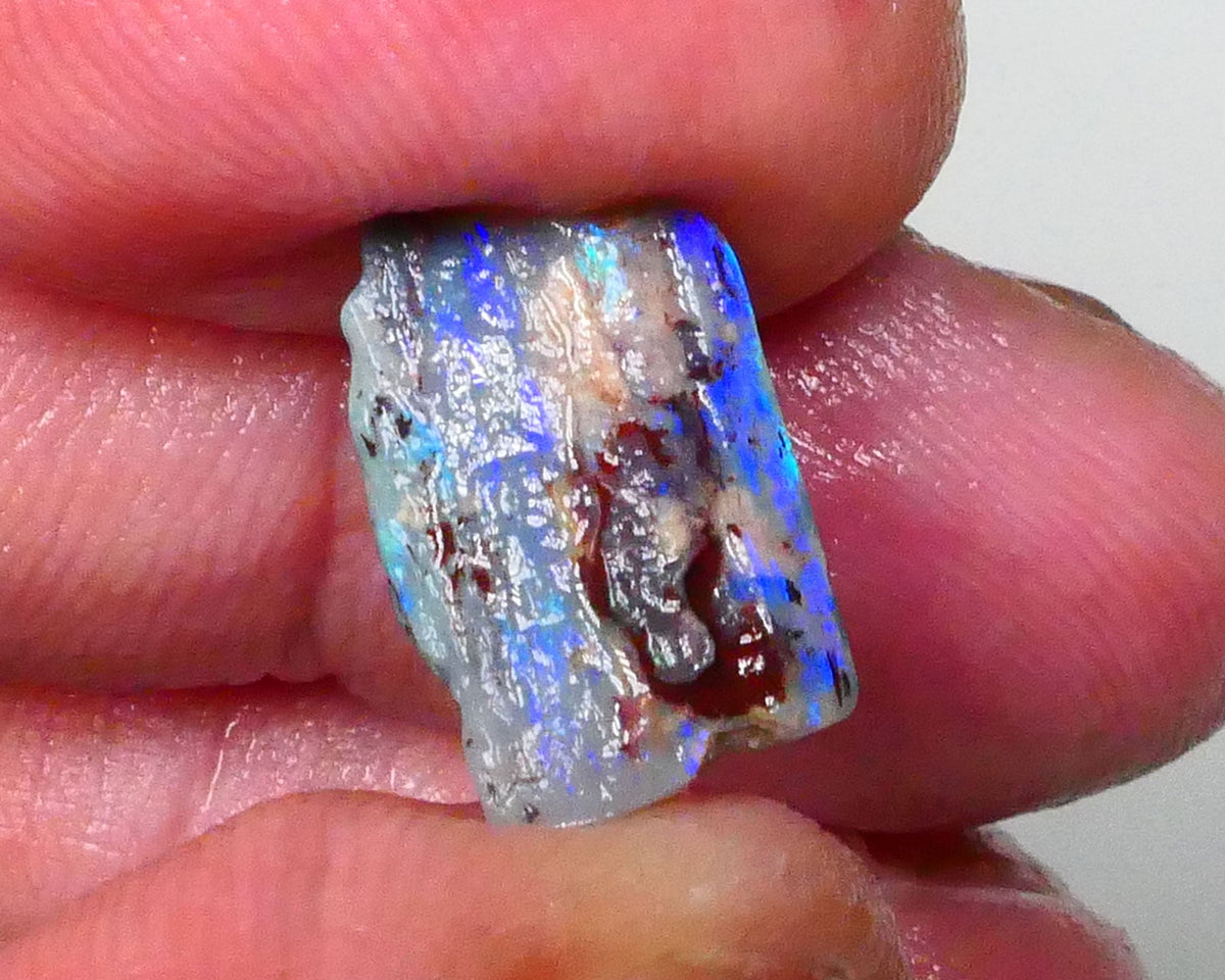 Opalised Wood Fossil opal rough of Lighting Ridge 3.00cts Stunning Bright Hues of blues & greens Cutter to gamble ? 15x9x3Lot B4-A591