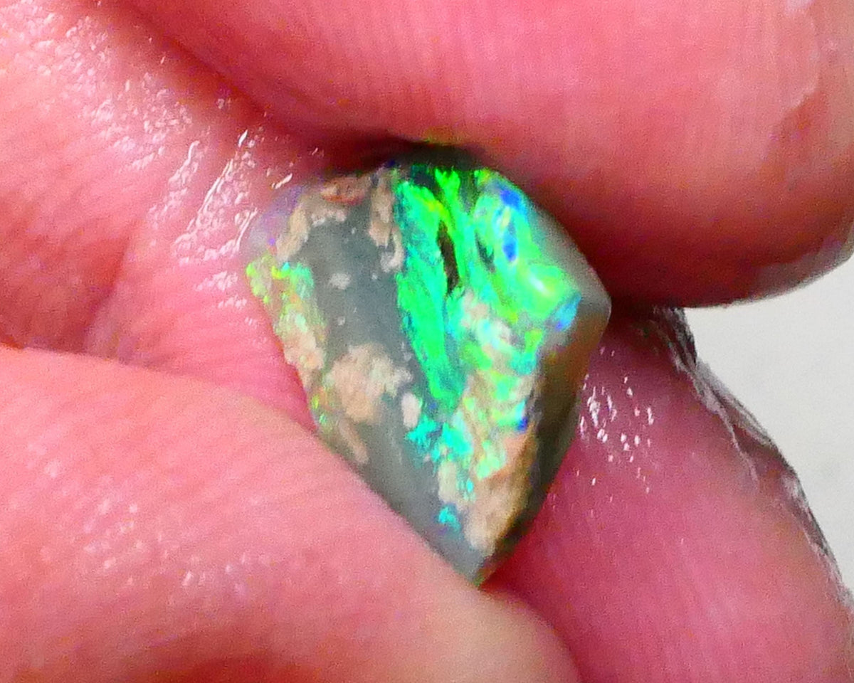 Bright & grogeous Greens & blues 2.10cts Lighting Ridge Opalised wood fossil rough 12x11x3mm Lot B4-A621