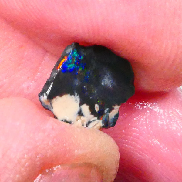Red on Black baby :) Lightning Ridge rub/rough 1.10cts Bright Electric Multifires note its 11x9x2mm   Lot B4-A739