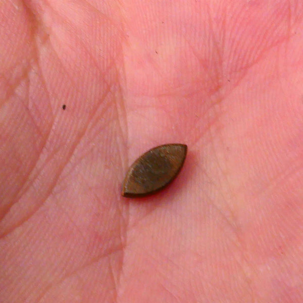 DOUBLET Bid-4.com Bid for Australian opal raw/rough/rubbed/polished £1 No Reserve Auctions Details to come Lot B4-A881