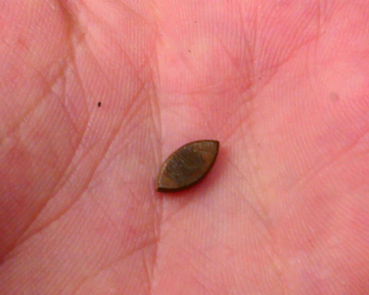 DOUBLET Bid-4.com Bid for Australian opal raw/rough/rubbed/polished £1 No Reserve Auctions Details to come Lot B4-A881